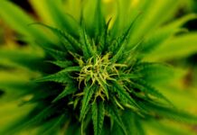 Cannabis Use Linked To Elevated Heart Disease Risk