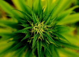 Cannabis Use Linked To Elevated Heart Disease Risk