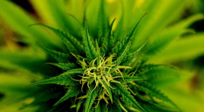 Cannabis Use Linked To Elevated Heart Disease Risk