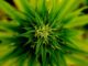 Cannabis Use Linked To Elevated Heart Disease Risk