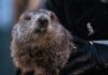 Punxsutawney Phil Predicts Early Spring In Groundhog Day 2024 Festivities
