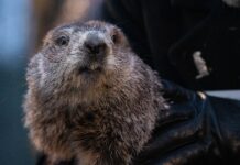 Punxsutawney Phil Predicts Early Spring In Groundhog Day 2024 Festivities