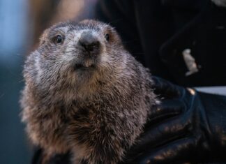 Punxsutawney Phil Predicts Early Spring In Groundhog Day 2024 Festivities