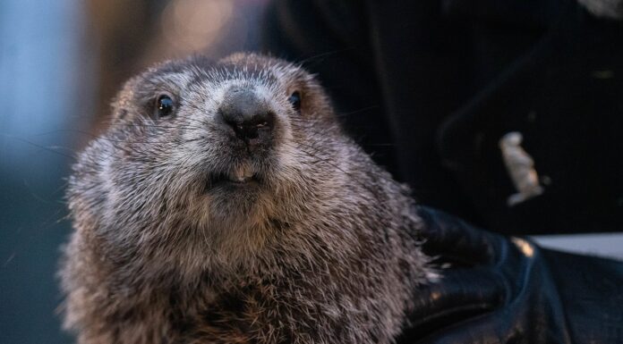 Punxsutawney Phil Predicts Early Spring In Groundhog Day 2024 Festivities
