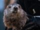 Punxsutawney Phil Predicts Early Spring In Groundhog Day 2024 Festivities