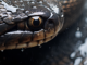 Unveiling the Amazon’s Giant: Discovery of a New Anaconda Species