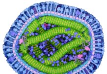 CDC Issues Travel Advisory Amid Rising Measles Cases in the US