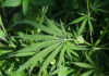 DEA Proposes Shift in Marijuana Classification: A Step Towards Policy Reform