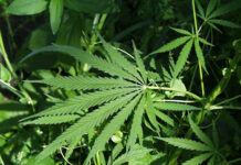 DEA Proposes Shift in Marijuana Classification: A Step Towards Policy Reform