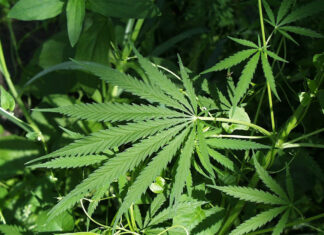 DEA Proposes Shift in Marijuana Classification: A Step Towards Policy Reform