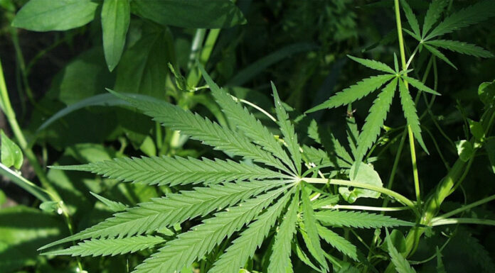 DEA Proposes Shift in Marijuana Classification: A Step Towards Policy Reform