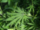 DEA Proposes Shift in Marijuana Classification: A Step Towards Policy Reform