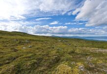 Arctic Tundra Turns Carbon Emitter Amid Rising Temperatures and Wildfires