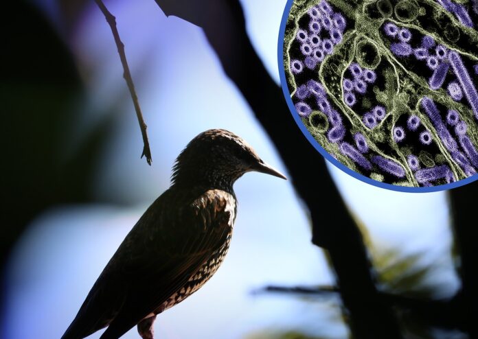 H5N1_Bird_Flu