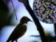 Egg Prices Surge Amid Bird Flu Outbreak and Supply Shortages