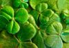 Happy St. Patrick’s Day