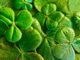 Happy St. Patrick’s Day