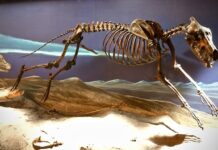 Genetic Engineering Brings Back Dire Wolf Look-Alikes After 12,000 Years
