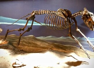 Genetic Engineering Brings Back Dire Wolf Look-Alikes After 12,000 Years