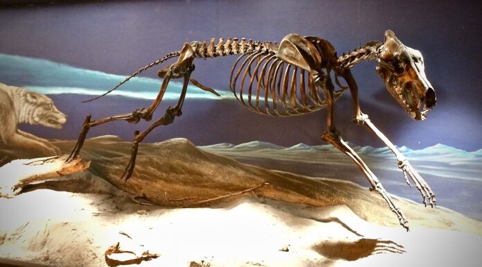 Genetic Engineering Brings Back Dire Wolf Look-Alikes After 12,000 Years
