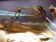 Genetic Engineering Brings Back Dire Wolf Look-Alikes After 12,000 Years