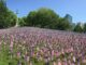 Happy Memorial Day