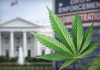 Trump Orders Federal Review to Reclassify Marijuana Under U.S. Drug Law
