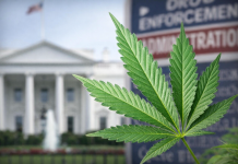 Trump Orders Federal Review to Reclassify Marijuana Under U.S. Drug Law