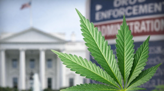 Trump Orders Federal Review to Reclassify Marijuana Under U.S. Drug Law