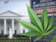 Trump Orders Federal Review to Reclassify Marijuana Under U.S. Drug Law