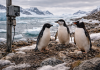 Antarctic Penguins Are Breeding Earlier as Rapid Warming Disrupts Long-Standing Patterns