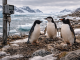 Antarctic Penguins Are Breeding Earlier as Rapid Warming Disrupts Long-Standing Patterns