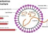 Hantavirus Explained After Recent Public Attention