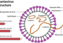 Hantavirus Explained After Recent Public Attention