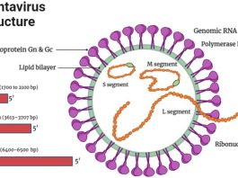 Hantavirus Explained After Recent Public Attention