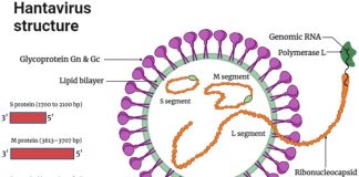 Hantavirus Explained After Recent Public Attention