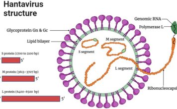 Hantavirus Explained After Recent Public Attention