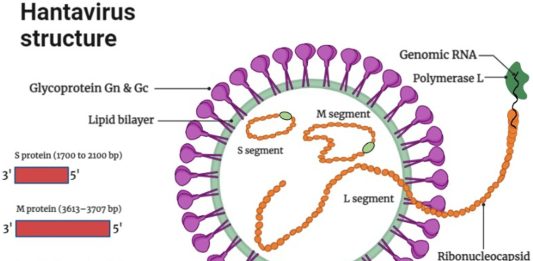 Hantavirus Explained After Recent Public Attention