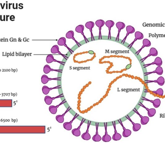 Hantavirus Explained After Recent Public Attention