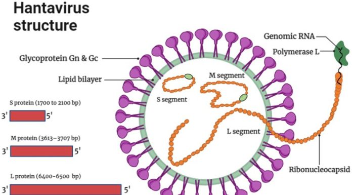 Hantavirus Explained After Recent Public Attention