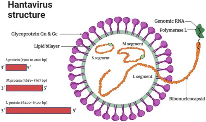 Hanta_Virus