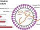 Hantavirus Explained After Recent Public Attention