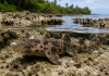 Scientists Discover New Shark Species That Can Walk Out of Water