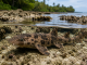 Scientists Discover New Shark Species That Can Walk Out of Water