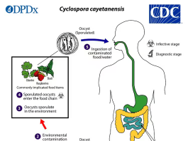 Cyclosporiasis Cases Rise Across the U.S. as Investigation Continues