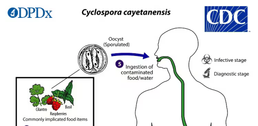 Cyclosporiasis Cases Rise Across the U.S. as Investigation Continues
