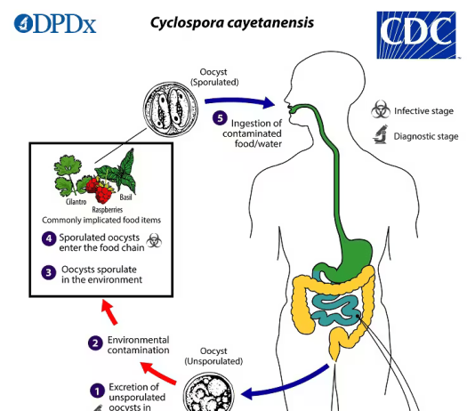 Cyclosporiasis Cases Rise Across the U.S. as Investigation Continues