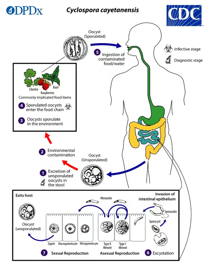 Cyclosporiasis_LifeCycle