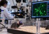Three Scientists Win 2026 Nobel Prize for Research Using Light to Study the Brain