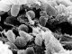 Mystery Death at Russian Plague Lab Raises Questions About What Killed Worker